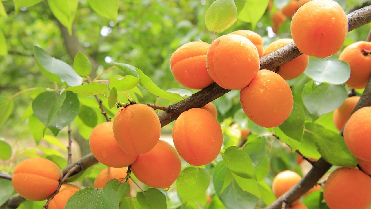 apricots-824626_1280|IRIDE MULTI PRO_Apricot|kiwis-196807_1280|Biorete 25 AIR PLUS _Peach